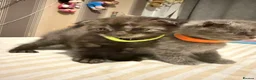 Mixed Breed cats for sale: RARE Gorgeous ScottishFold&British ShortHair  - Advert 15