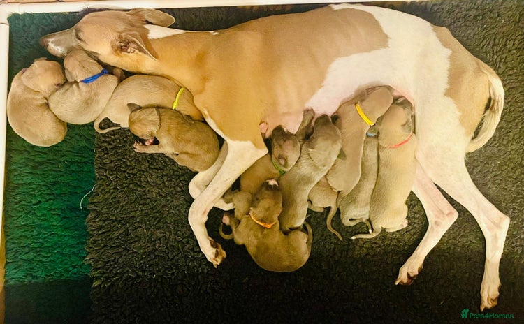 Whippet dogs Beautiful Whippet Puppies - 7 Boys & 4 Girls - Advert 6