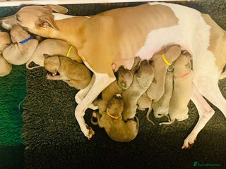 Whippet dogs Beautiful Whippet Puppies - 7 Boys & 4 Girls - Advert 1