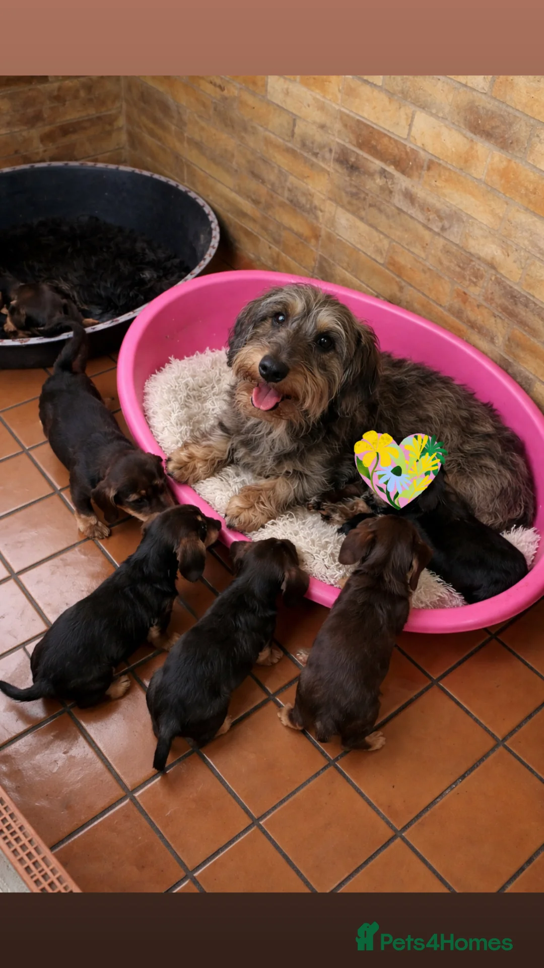 Dachshund dogs for sale: wire haired dachshund  - Advert 7