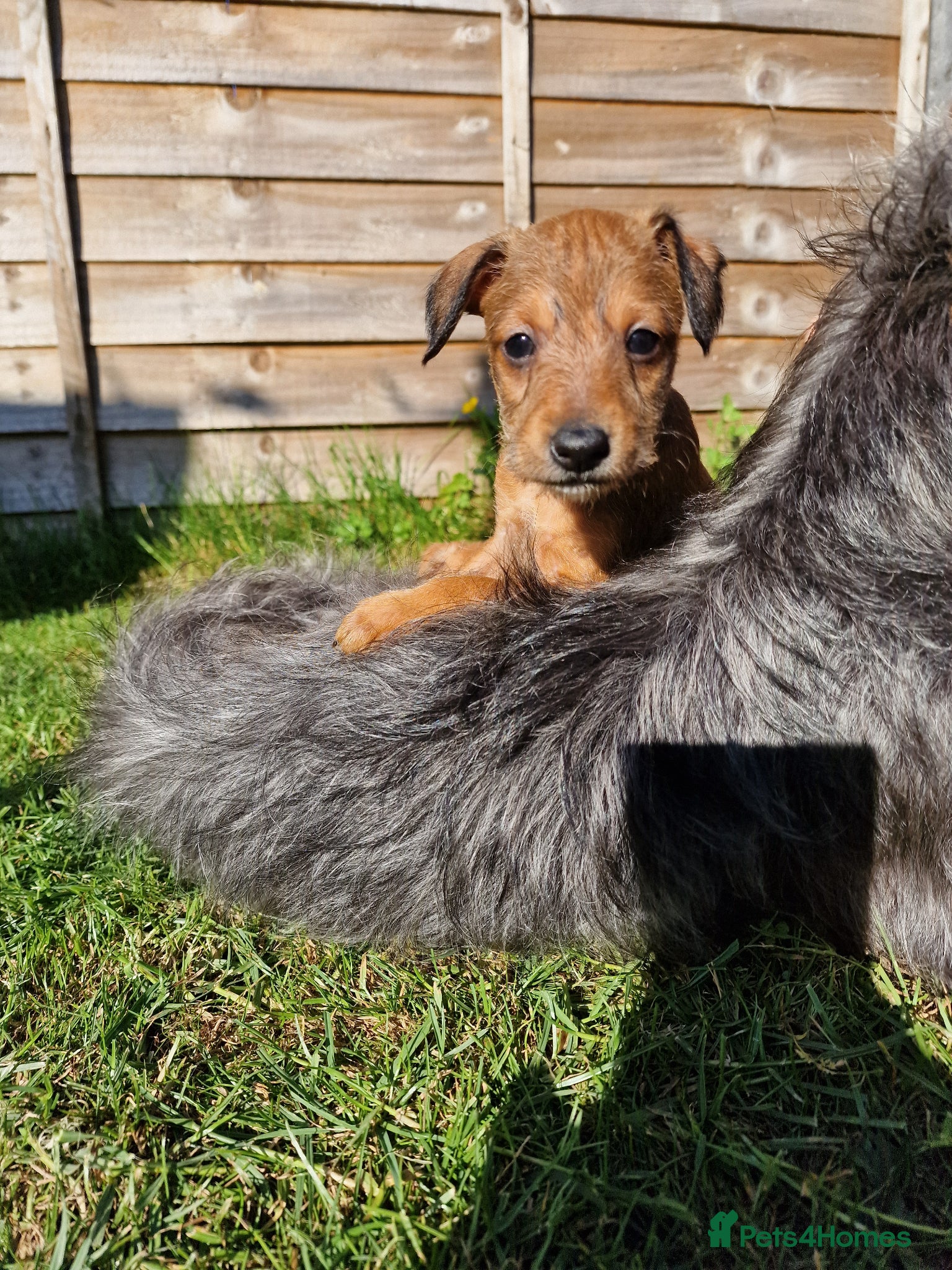 Mixed Breed dogs Italian Greyhound X Bedlington Whippet F1 - Advert 14
