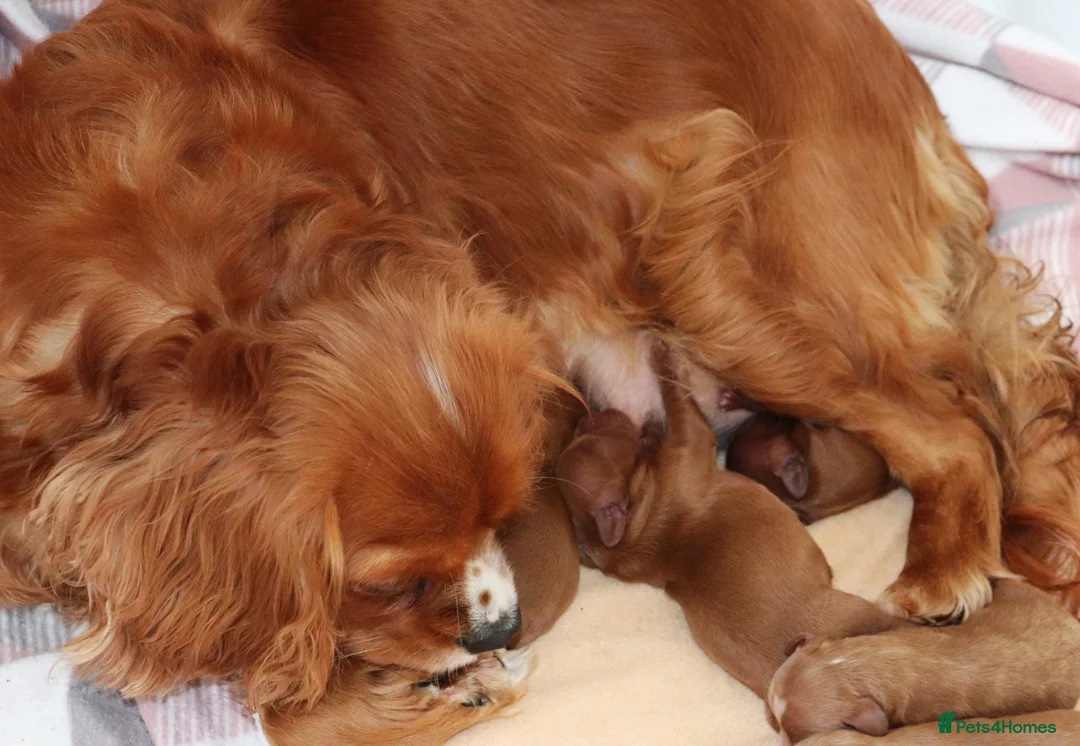 Cavalier King Charles Spaniel dogs for sale: Lovely Female Cavalier - Advert 2