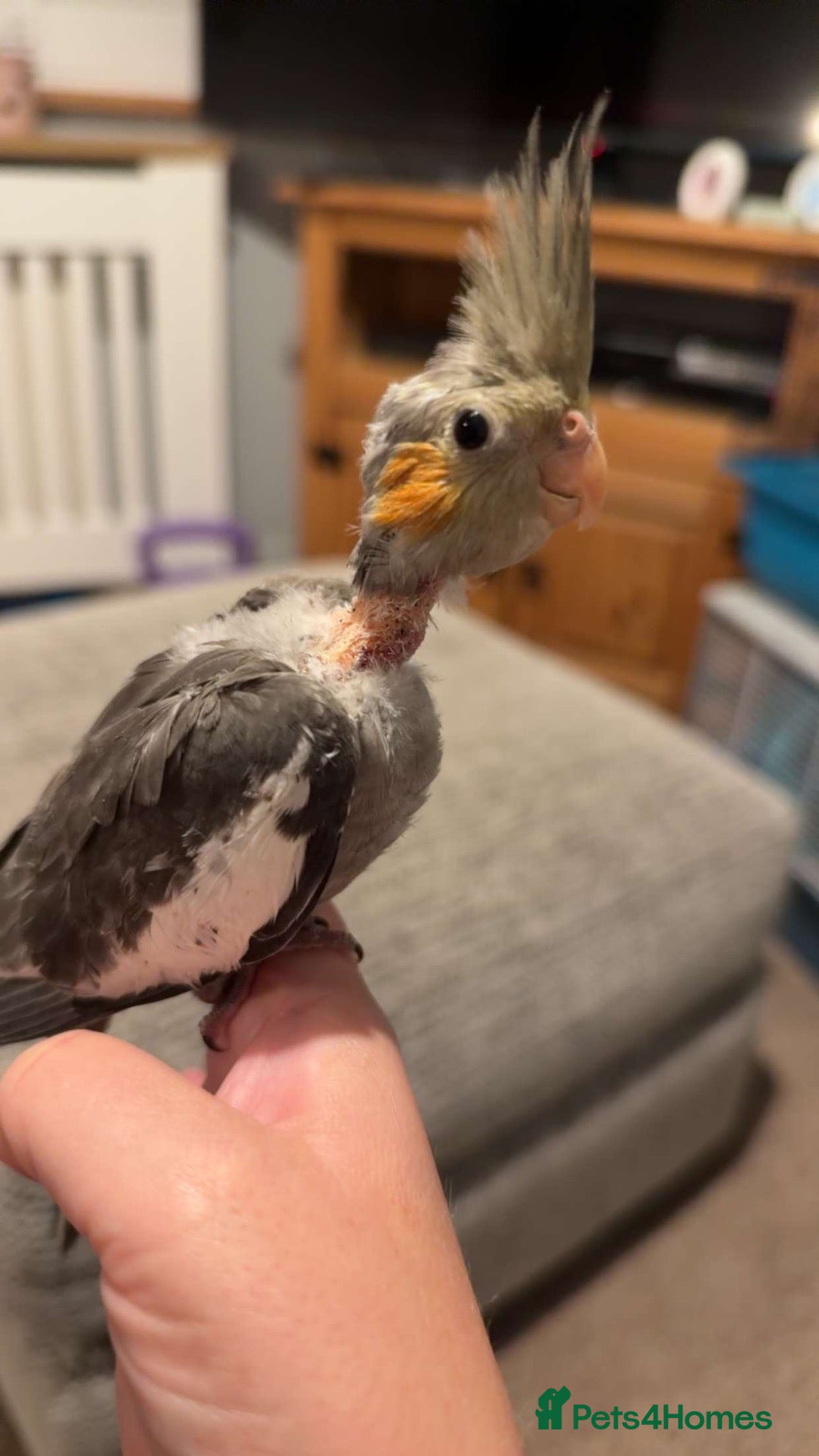 Cockatiels birds Baby cockatiel for sale  - Advert 2