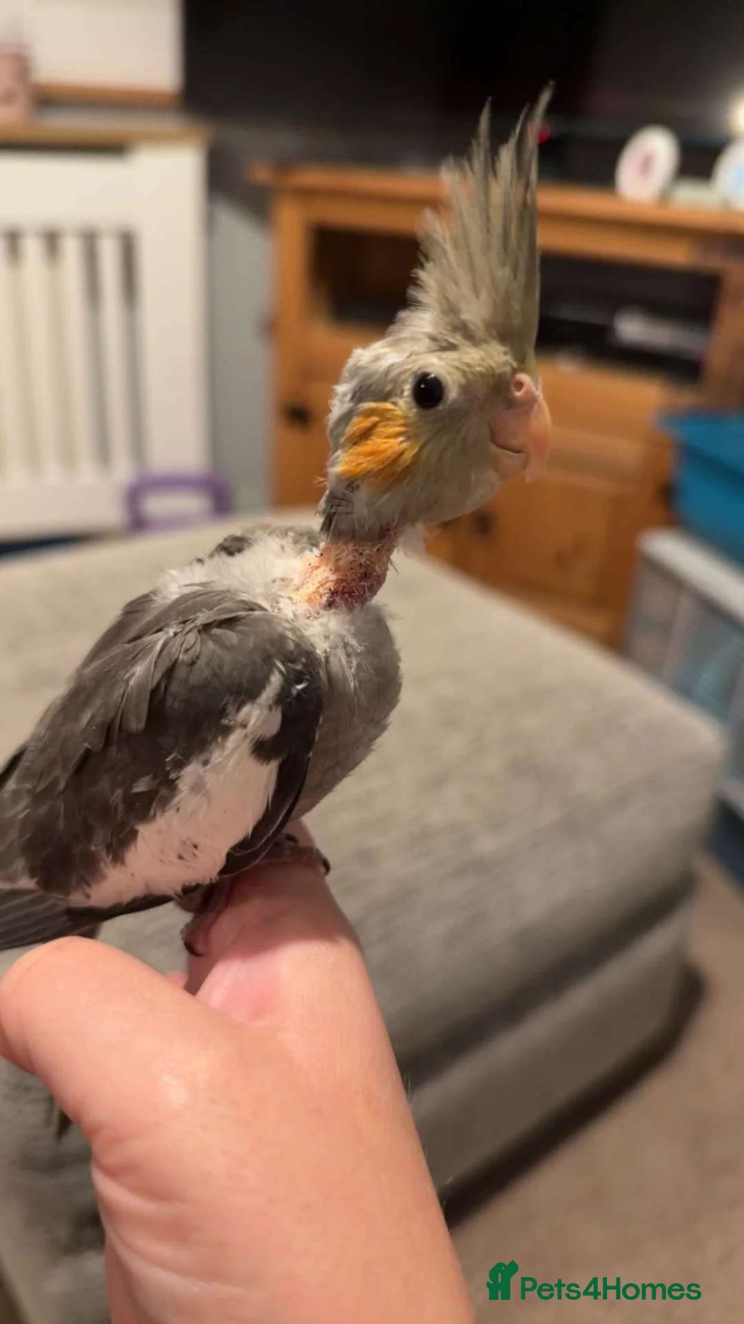 Cockatiels birds for sale: Baby cockatiel for sale  - Advert 1