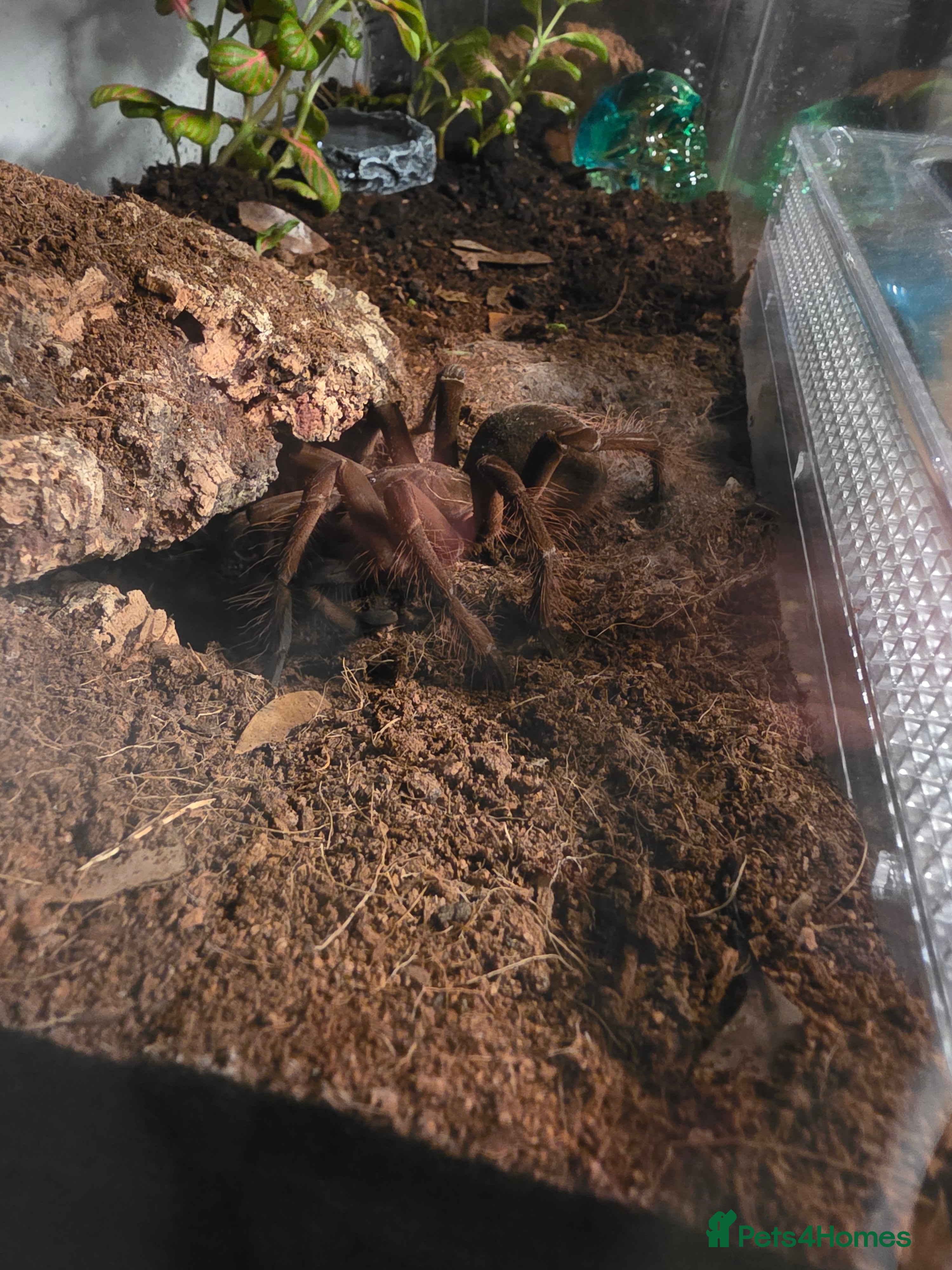 Tarantulas invertebrates Theraphosa stirmi Small SAF - Advert 6