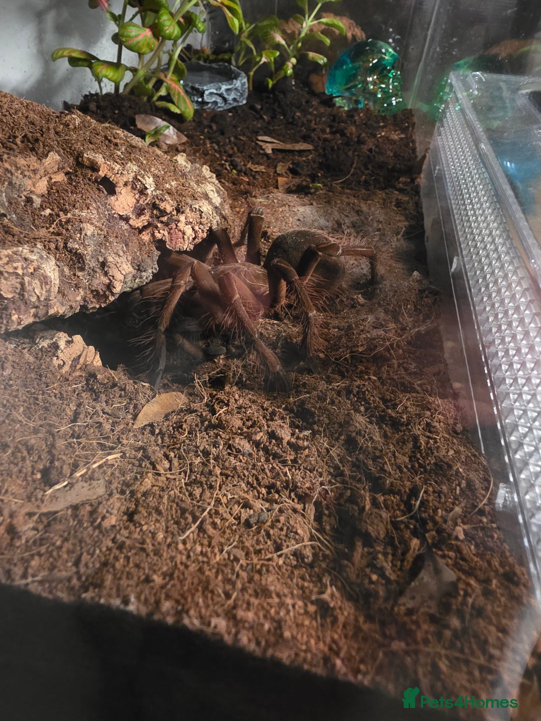 Tarantulas invertebrates for sale: Theraphosa stirmi Small SAF - Advert 1