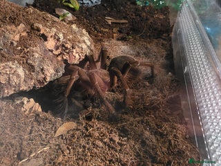 Tarantulas invertebrates Theraphosa stirmi Small SAF - Advert 12