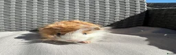 Guinea Pig rodents for sale: Very handsome baby long haired guinea pigs. - Advert 14