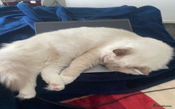 Ragdoll cats for sale: Handsome Male Ragdoll! - Advert 3