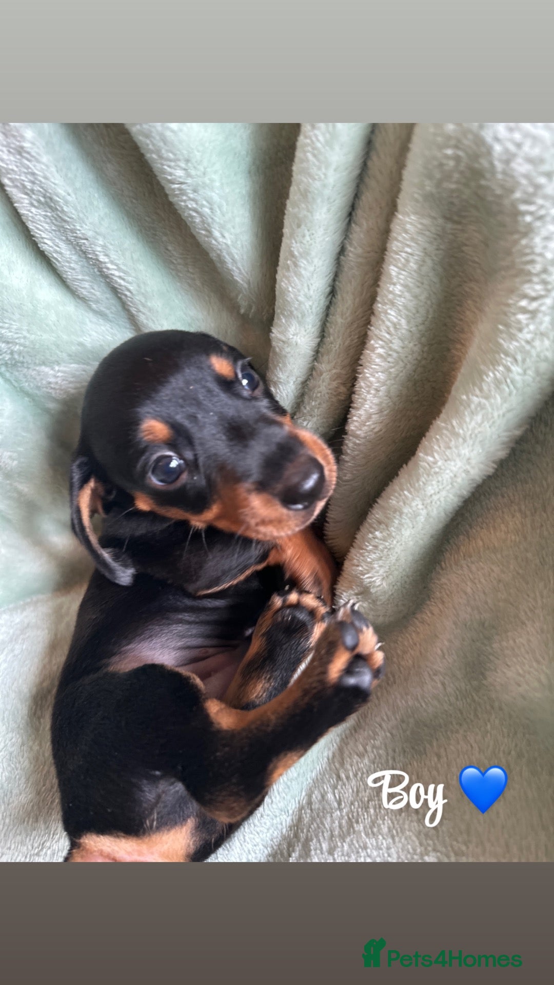 Miniature Dachshund dogs 🐾exceptional KC REGISTERED PRA clear  - Advert 1