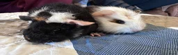 Guinea Pig rodents for sale: Baby boy guinea pig brothers 7 weeks - Advert 8