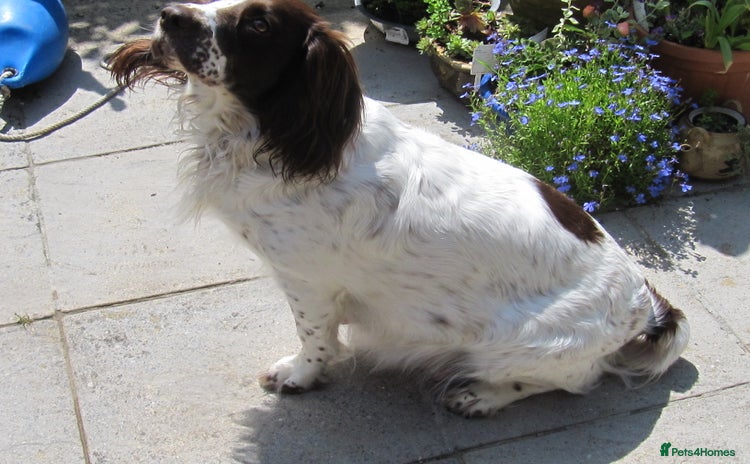 English Springer Spaniel dogs - Advert 5