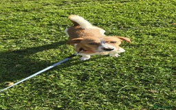 Mixed Breed dogs for adoption: Apricot  - Image 3