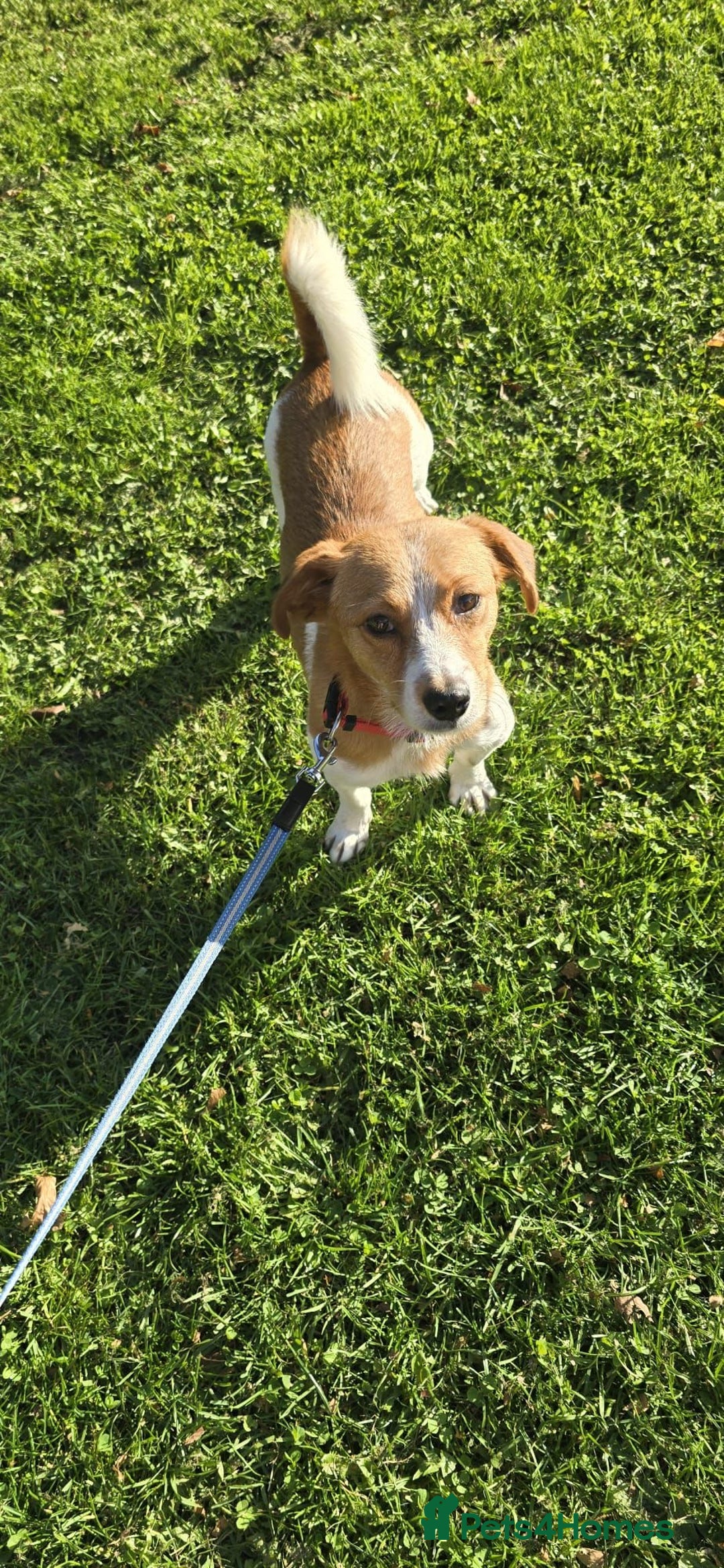Mixed Breed dogs for adoption: Apricot  - Image 3