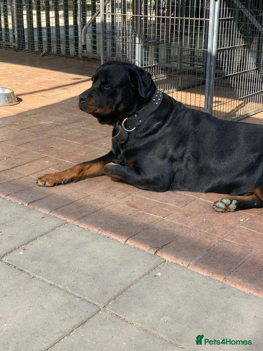 Rottweiler dogs for sale: Rottweiler Puppies for Sale - Advert 7