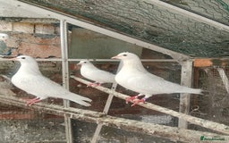 Pigeons birds for sale: Pigeon for sale - Image 17