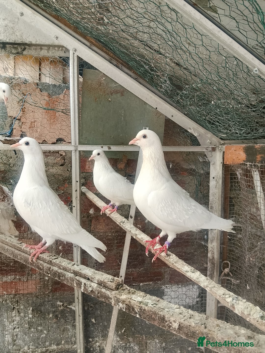 Pigeons birds for sale: Pigeon for sale - Image 17