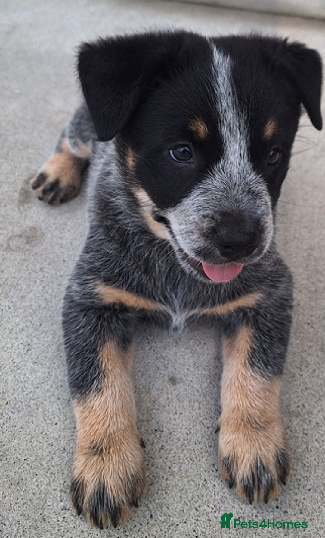 Australian Cattle Dog dogs for sale: Australian cattle dog Puppies-Males & Females - Advert 4
