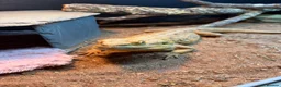 Bearded Dragon reptiles for sale: Male Bearded Dragon with full Vivarium setup in Blackwood - Advert 2