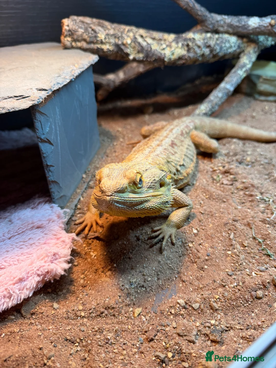 Bearded Dragon reptiles for sale: Male Bearded Dragon with full Vivarium setup in Blackwood - Advert 2