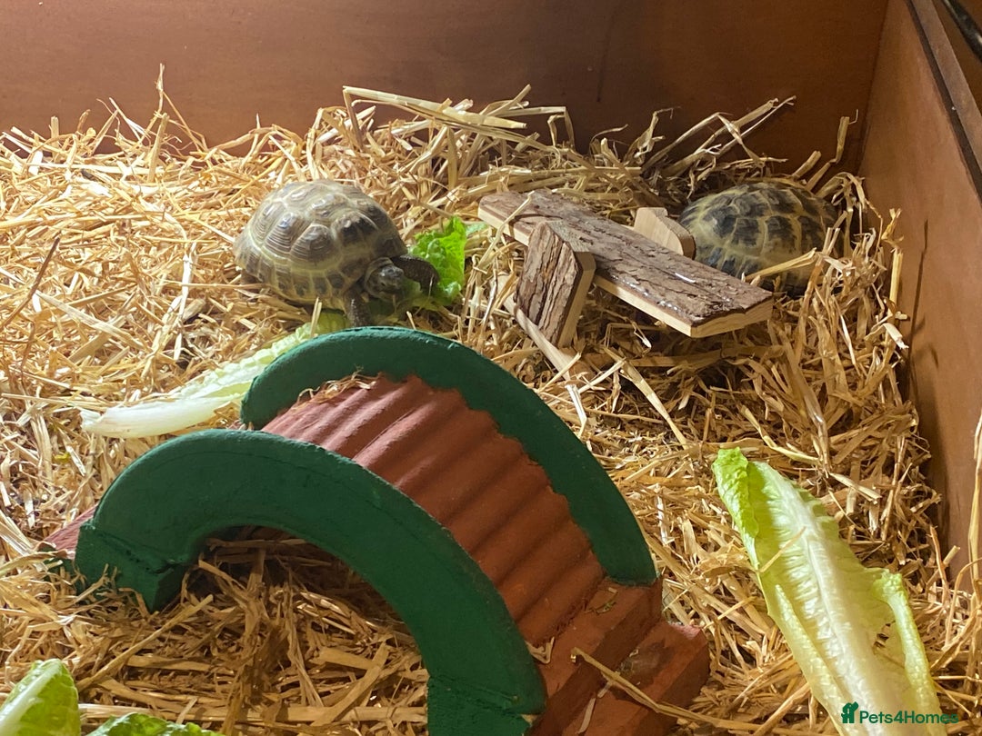 Tortoise reptiles for sale: 2 Female Russian/Horsefield Tortoises - Image 8