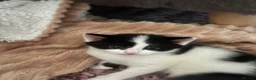 Mixed Breed cats for sale: Two cute fluffy kittens  - Advert 1
