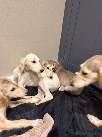 Saluki dogs - Advert 11