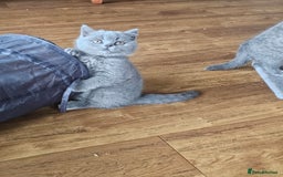 British Shorthair cats for sale: GCCF BSH Blue pedigree kittens for sale - Image 15