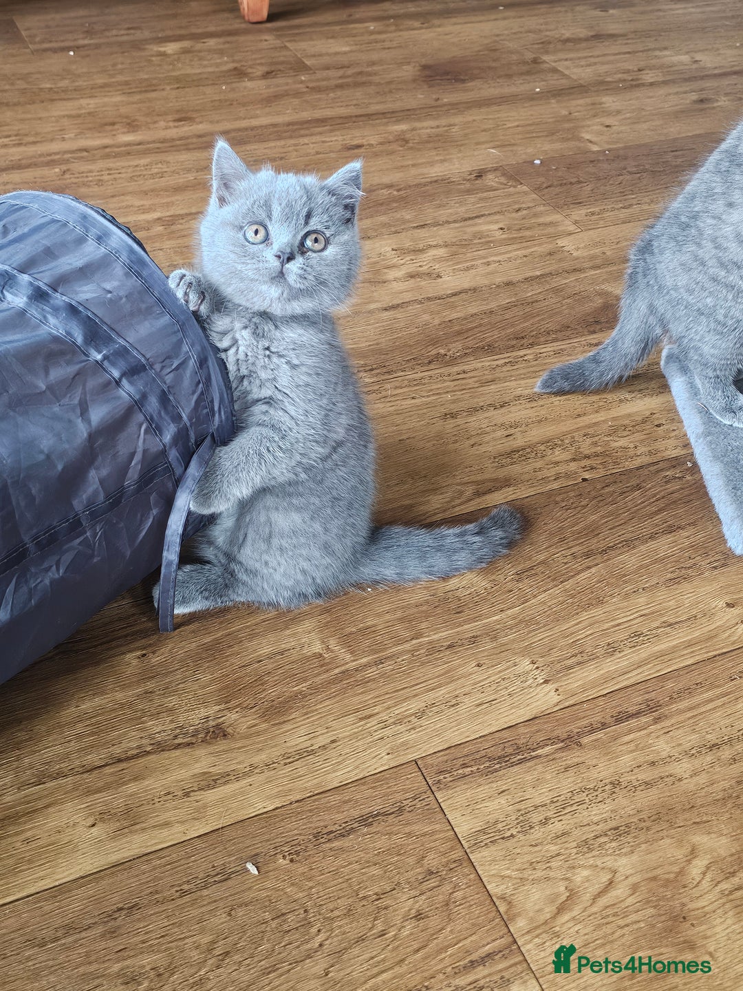 British Shorthair cats for sale: GCCF BSH Blue pedigree kittens for sale - Image 15