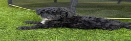 Toy Poodle dogs for sale: Adorable Toy Poodle Puppies 1 LEFT! *READY TO GO* - Advert 2