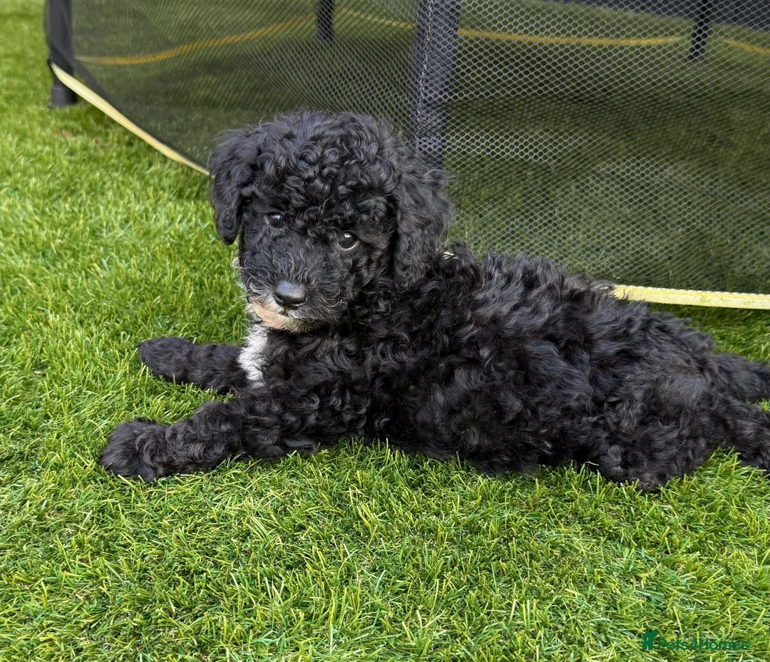 Toy Poodle dogs for sale: Adorable Toy Poodle Puppies 1 LEFT! *READY TO GO* - Advert 2