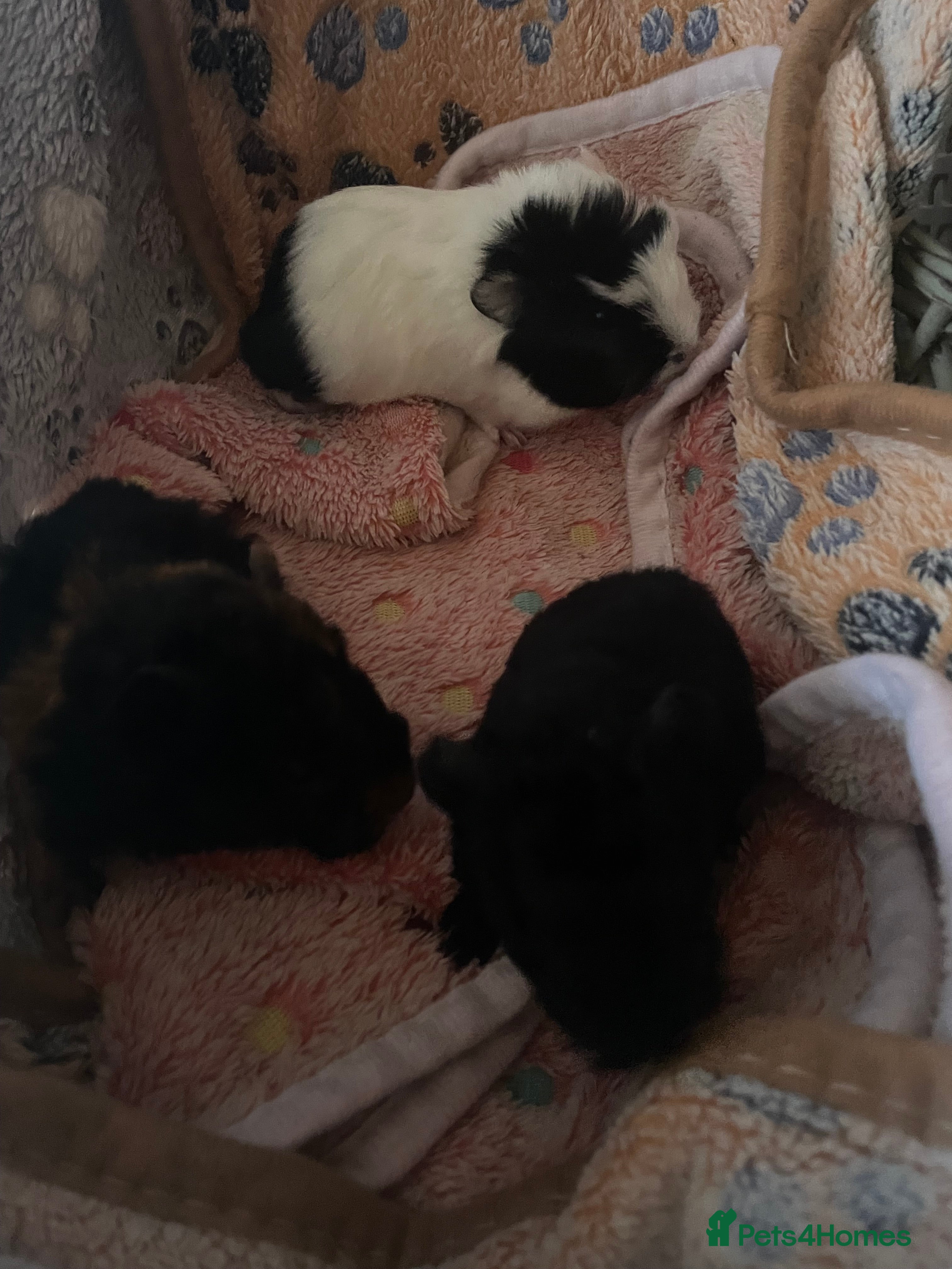 Guinea Pig rodents guinea pigs x3  - Advert 8