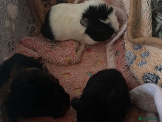Guinea Pig rodents guinea pigs x3 - Advert 8