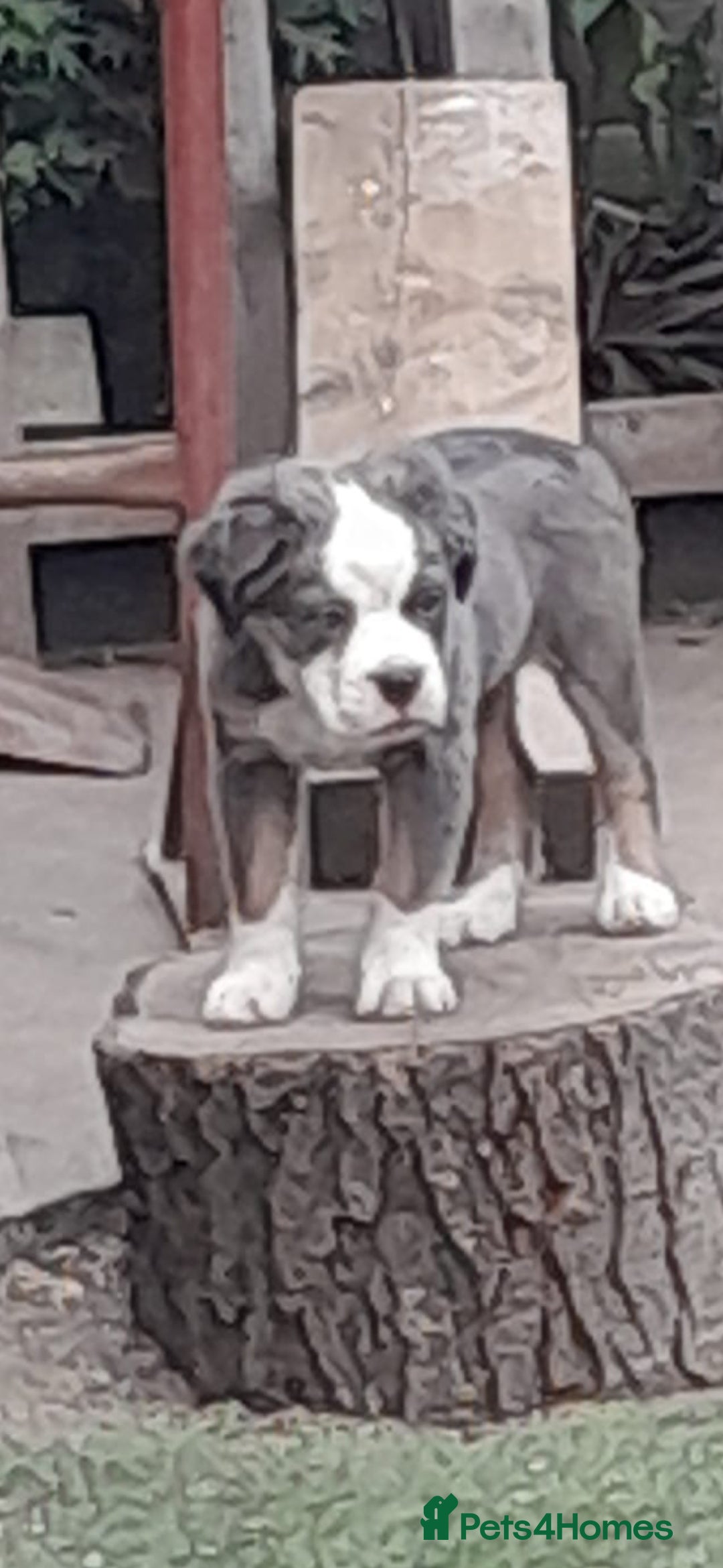 Olde English Bulldogge dogs for sale: Olde english bulldog  - Image 1