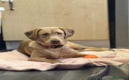 Labrador Retriever dogs for sale: Willow  - Image 3