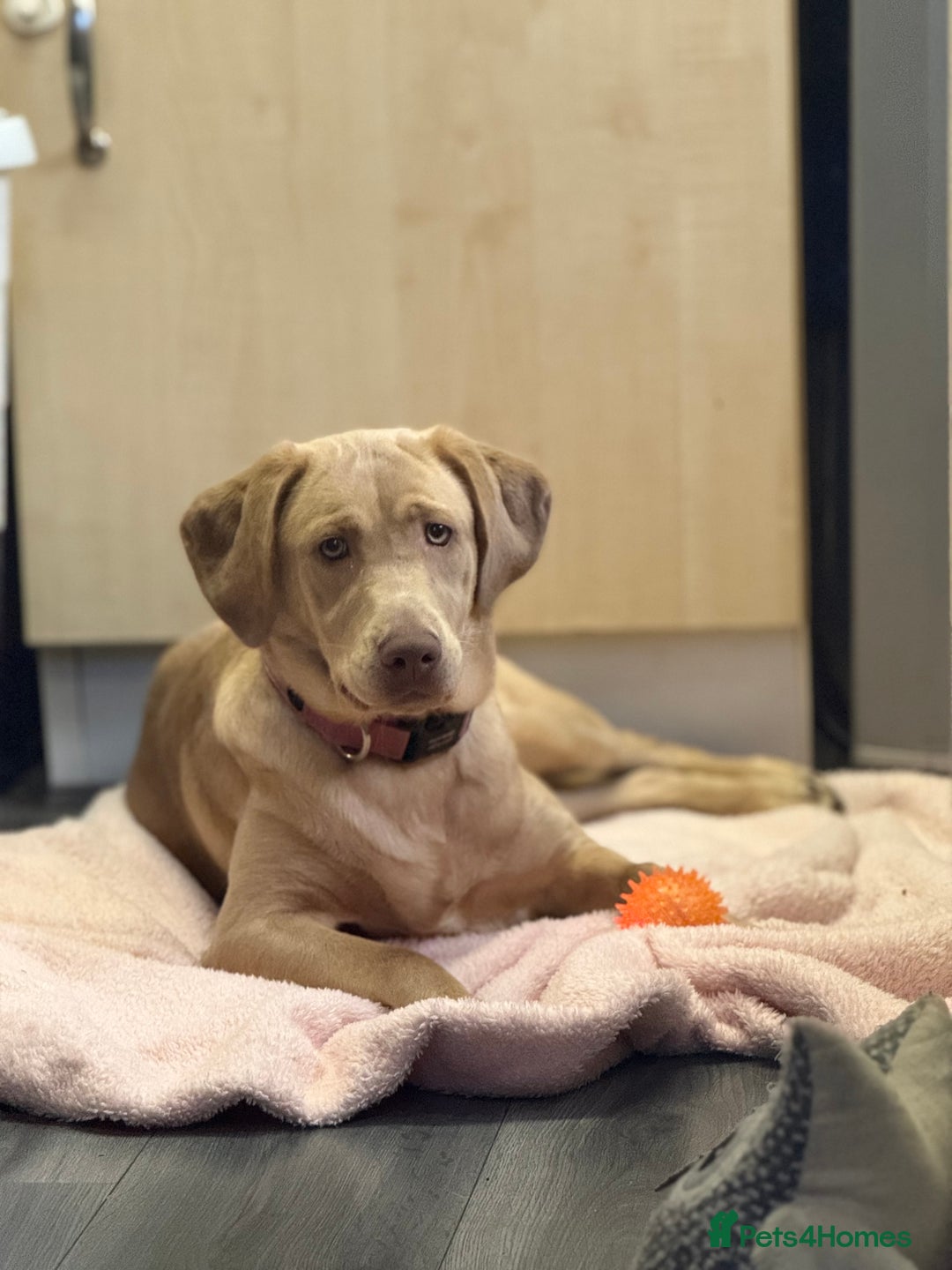 Labrador Retriever dogs for sale: Willow  - Image 3