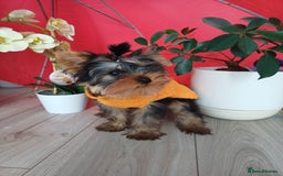 Yorkshire Terrier dogs for sale: Peace of Happiness!!! - Image 3