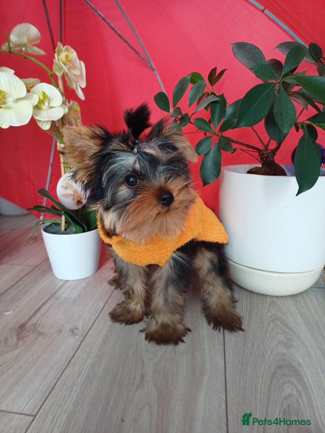 Yorkshire Terrier dogs for sale: Peace of Happiness!!! - Image 3