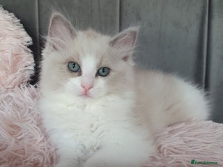 Ragdoll cats - Advert 4