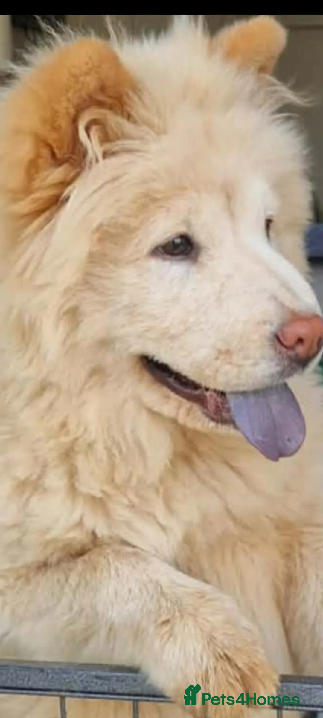 Chow Chow dogs for adoption: BELLA - Advert 1