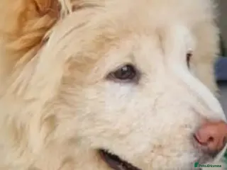 Chow Chow dogs BELLA - Advert 1