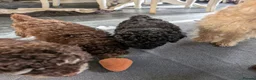 Labradoodle dogs for sale: 🐾Quality F1BB Mini Labradoodle Pups🐾  - Advert 4