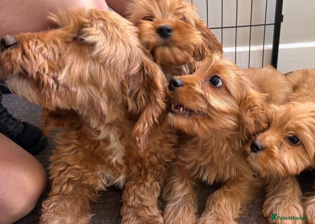 Mixed Breed dogs 3 beautiful cavapoo boys - Advert 1