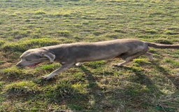 Labrador Retriever dogs for sale: Silver Labrador girl  - Image 5