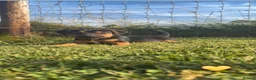 Jack Russell dogs for sale: Jack Russell puppies  - Advert 3