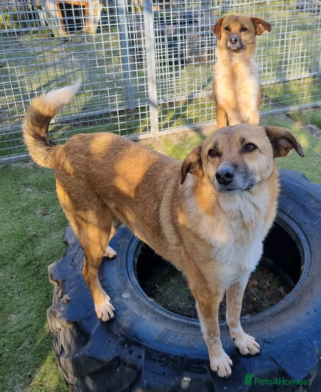 Mixed Breed dogs for adoption: Tessa and Tosca -looking for a home together in Ayr - Advert 4