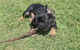 French Bulldog dogs for sale: Ted - French bulldog  - Image 1