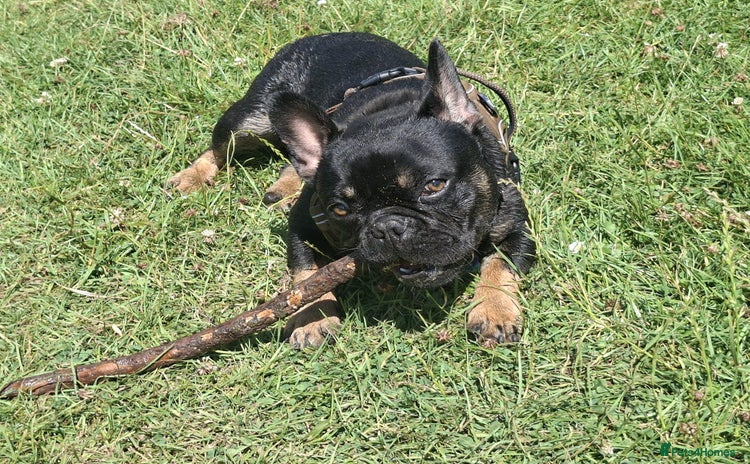 French Bulldog dogs - Advert 1