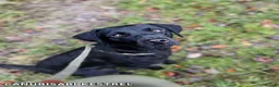 Labrador Retriever dogs for sale: KC Labrador - Traditional working  - Advert 12