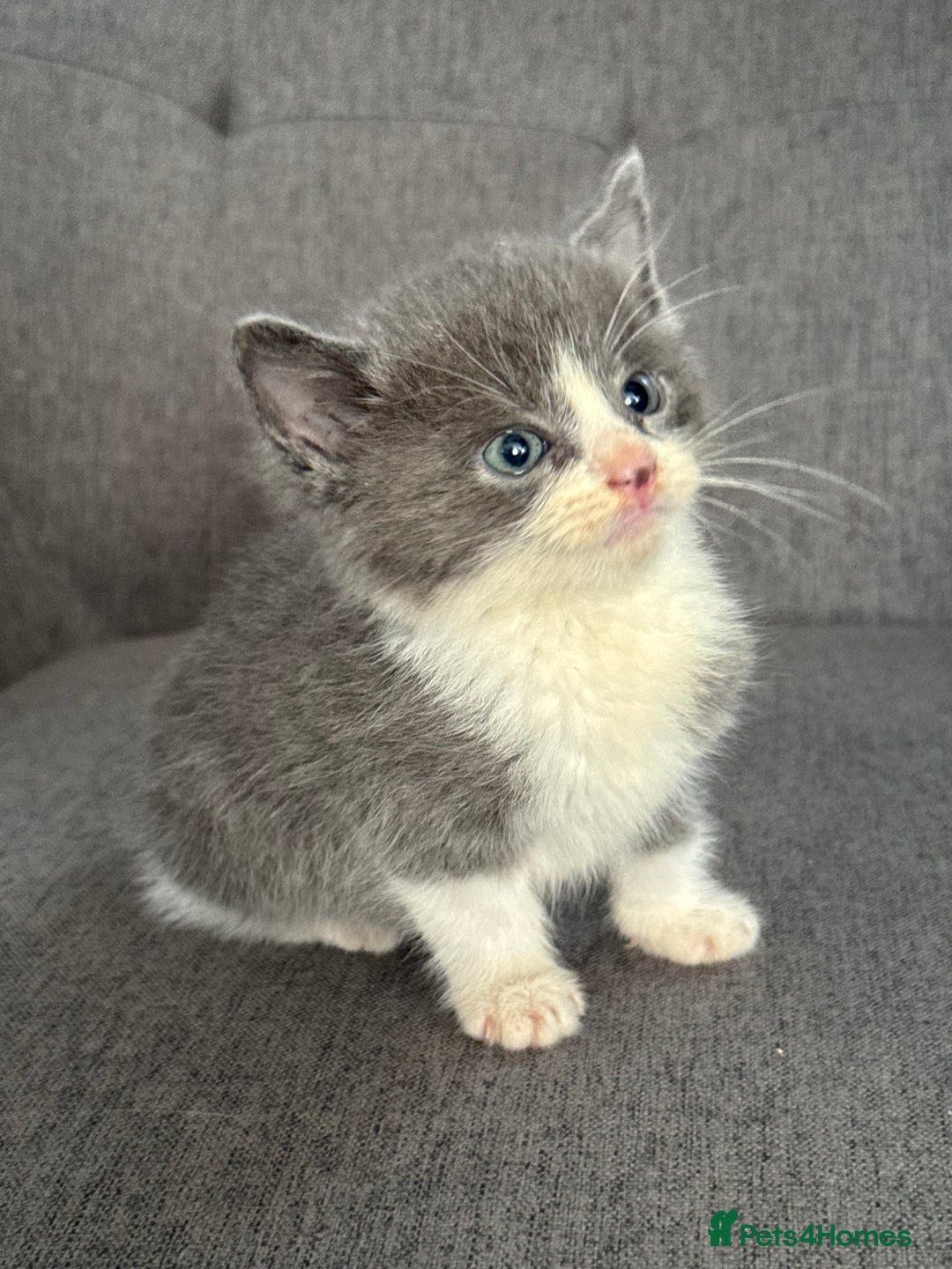 Mixed Breed cats for sale: 2 beautiful kittens left  - Advert 2